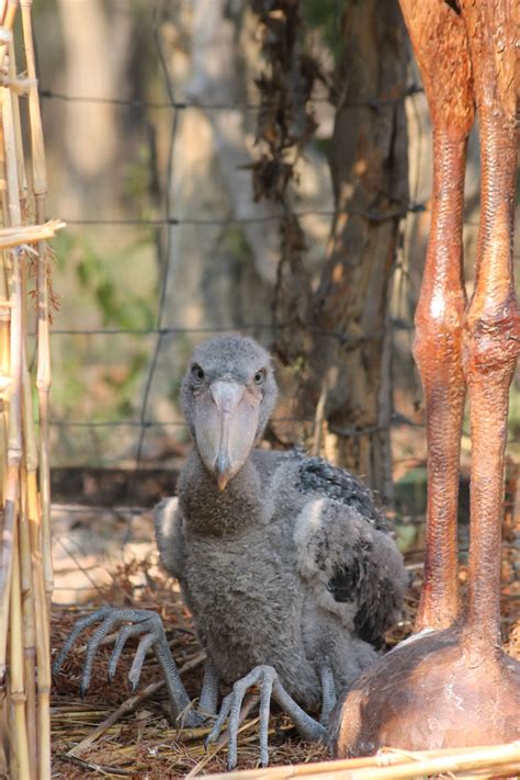 The story of Seymour the shoebill - Africa Geographic