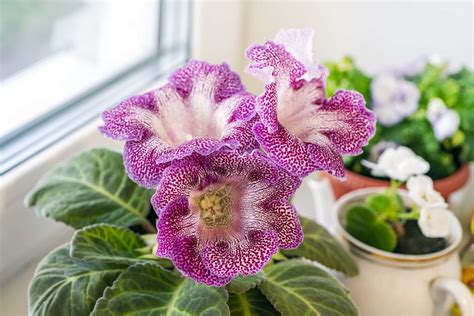 How to Grow and Care for Gloxinia