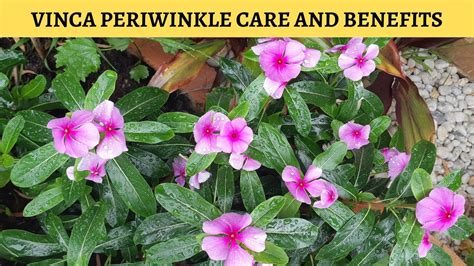 Periwinkle Plant Care and Benefits - YouTube