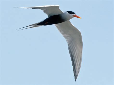 Black-bellied Tern - eBird