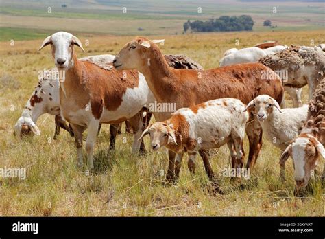 Meatmaster sheep - indigenous sheep breed of South Africa - on rural ...