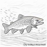 Trout Coloring Pages  Free & Printable sketch template