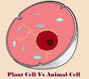 Difference Between Plant Cell and Animal Cell (with Comparison Chart and Similarities - Bio ...