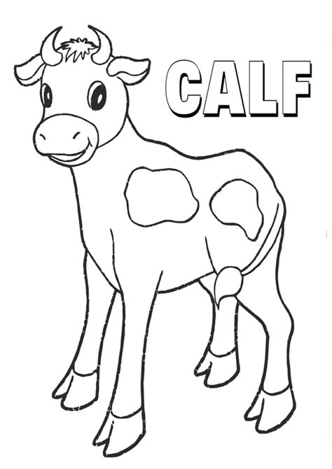 Calf Drawing For Kids