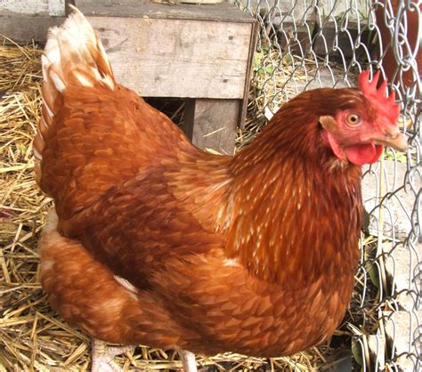 Peluang Usaha Ternak Ayam Petelur Dan Analisa Usahanya - Agrowindo