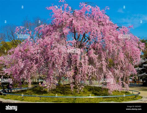 Giant Cherry blossoms tree in Kyoto Maruyama Park Japan Stock Photo - Alamy