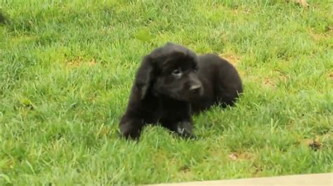 Golden Newfie Puppies For Sale - YouTube