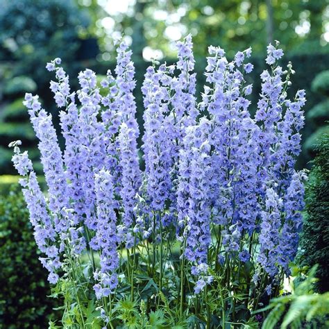 Delphinium Summer Skies | Delphinium flowers, Flower garden plans, Flower seeds