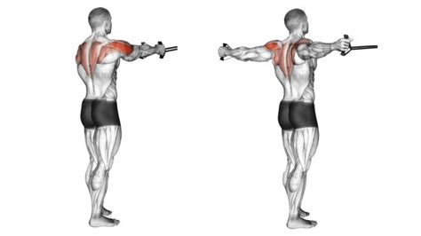 Rear Delt Fly: Muscles Worked, Benefits, Variations - Fit Life Regime