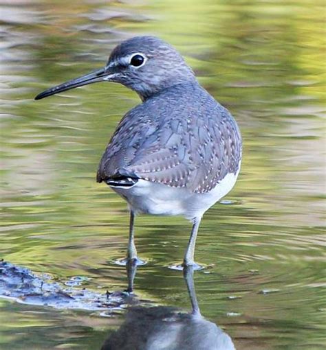 Green sandpiper photos | Birds of India | Bird World