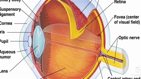 Anatomy and physiology of the Eye - YouTube