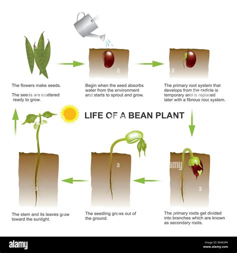 Seed Germination Process