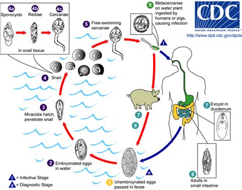 File:Fasciolopsis buski LifeCycle.gif - Wikimedia Commons