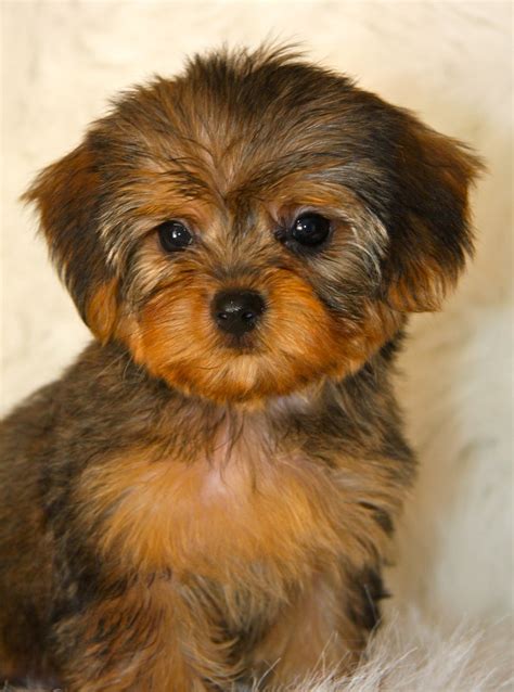 Yorkie Poo - Puppies, Rescue, Pictures, Information, Temperament, Characteristics | Animals Breeds