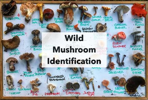 Webinar: Wild Mushroom Identification – Galloway Wild Foods