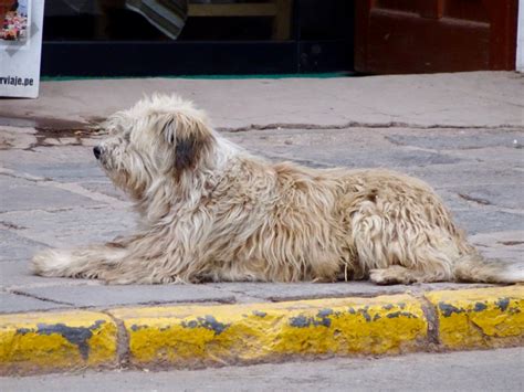 Photo essay: The dogs of Peru – I've Bean Travelling