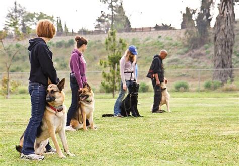 Dog Obedience Training in Los Angeles, CA | iWorkDogs