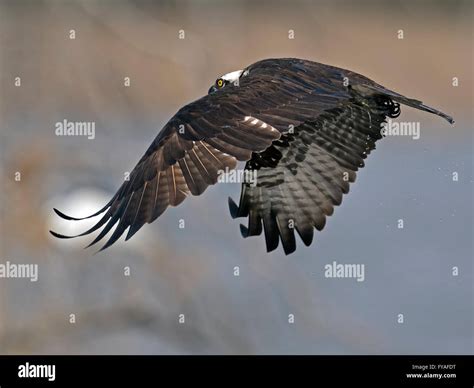 Osprey diving hi-res stock photography and images - Alamy