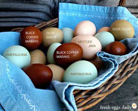 A Rainbow of Egg Colors - What Breed of Chicken Lays Which Color Egg? | Fresh Eggs Daily®