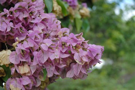 Bougainvillea arborea (Nyctaginaceae) image 38792 at PlantSystematics.org