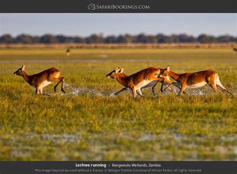 Bangweulu Wetlands Photos – Images & Pictures