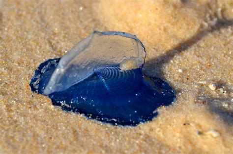 jellyfish...Rainbow beach, Qld, 2014 | Rainbow beach, Fish pet, Pets