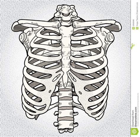 Ribcage stock illustration. Illustration of anatomy ... | 骨 イラスト, 美術解剖学, イラスト