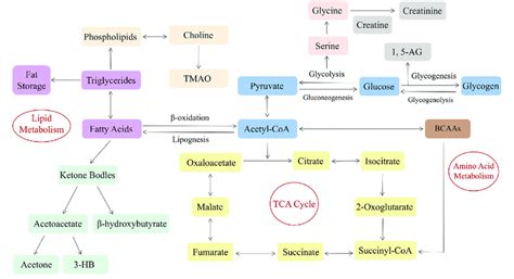 Schematic representation of the metabolic pathways in in the events of... | Download Scientific ...