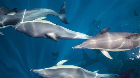 10 Facts About Common Dolphins | Auckland Whale & Dolphin Safari