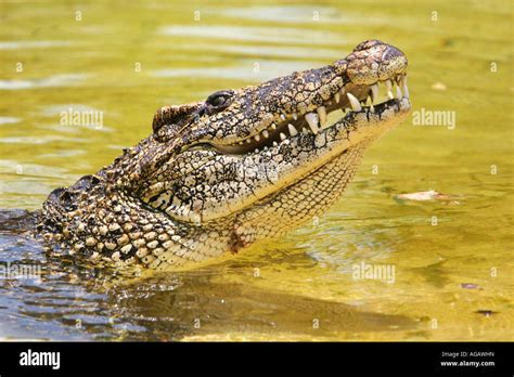 cuban croc in water Stock Photo - Alamy