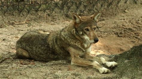 Proposed Changes To Endangered Species Act May Further Threaten ...