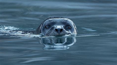 Harbor seal Facts for Kids