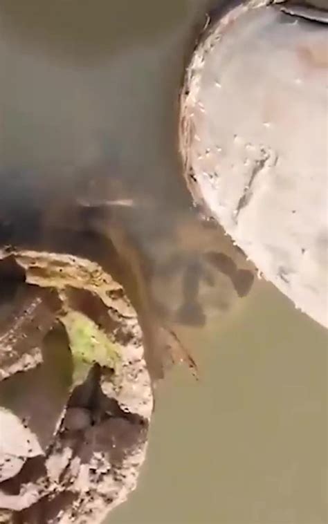 Anaconda leaps out of water and bites tour guide: video