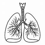 Premium Vector  Human Respiratory System For Coloring sketch template