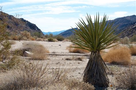 Mostly the Mojave — embracingtheview: Cottonwood Springs, Joshua Tree...