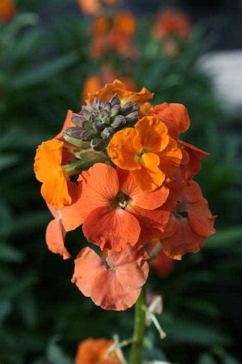 Erysimum Apricot twist - Fairweather's Nursery