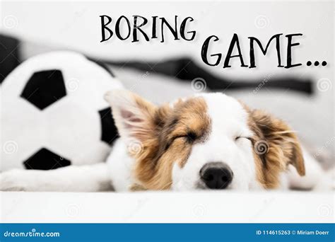 Puppy Dog Sleeping On The Couch, English Text Boring Game Stock Image ...