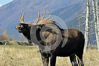 Grunting Bull Royalty Free Stock Photos - Image: 19171988