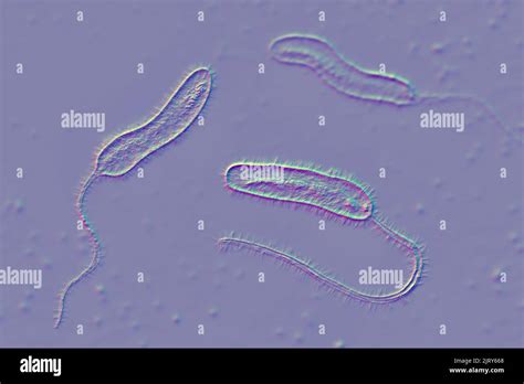 Cholera bacteria, illustration Stock Photo - Alamy