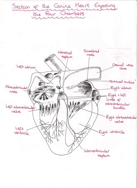 Dog Heart Anatomy