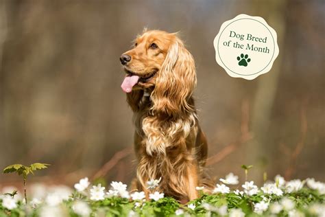 Toy Spaniel Breeds List | Wow Blog