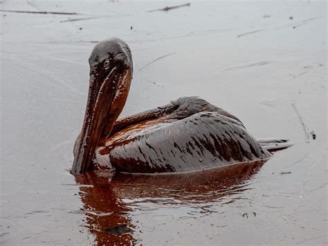 Arabian Gulf Oil Spill