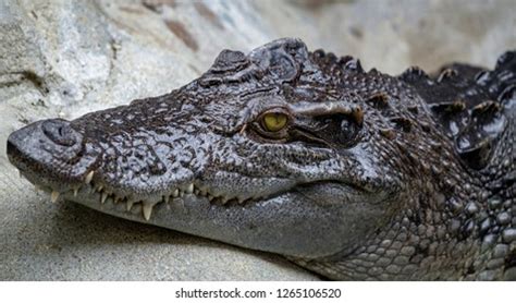 Freshwater Crocodile Siamese Crocodile Portrait Showing Stock Photo ...