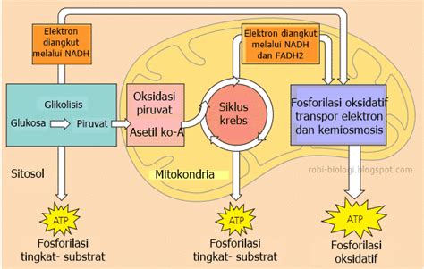 Skema Tahapan Respirasi Aerob Update Terbaru - Skemaholic