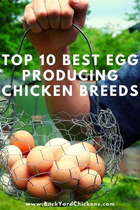 Top 10 Best Egg Producing Chicken Breeds | Chicken breeds, Raising chickens, Pet chickens