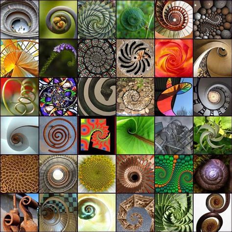 Nature's Art: Universal Spirals and Fibonacci