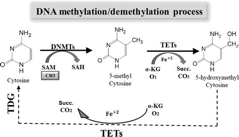 DNA methylation and demethylation process. DNA methylation occurs at ...