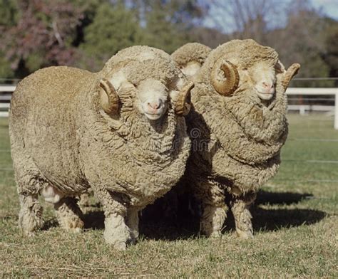 Stud merino rams stock photo. Image of farm, australian - 65384722