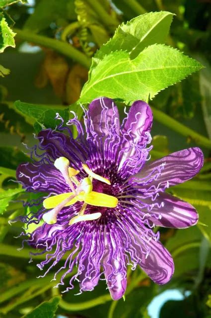 PASSION FRUIT PURPLE flower vine maypop PASSIFLORA INCARNATA plant seed 10 SEEDS $8.99 - PicClick