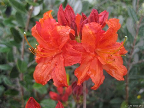 Azalea, Exbury Hybrid 'Red/Orange' | Urban Tree Farm Nursery